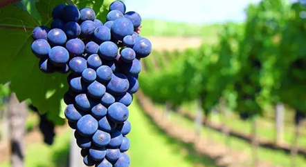 低調(diào)的歌海娜，我來為你正名！